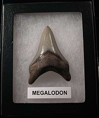 Megalodon - My First Megalodon