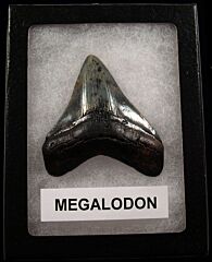 Small Megalodon tooth for sale | Buried Treasure Fossils