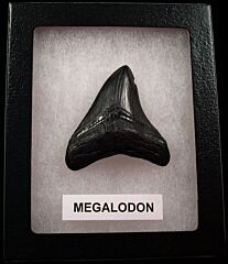 Authentic Megalodon tooth for sale | Buried Treasure Fossils