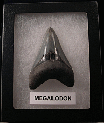 Killer SC Megalodon shark teeth for sale | Buried Treasure Fossils