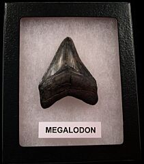 Nice SC Megalodon shark tooth for sale | Buried Treasure Fossils