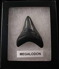 Killer SC Megalodon shark teeth for sale | Buried Treasure Fossils