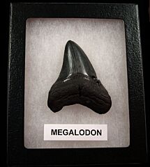Gray SC Megalodon shark tooth for sale | Buried Treasure Fossils