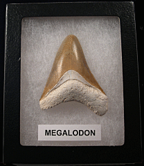 Bone Valley Megalodon tooth | Buried Treasure Fossils