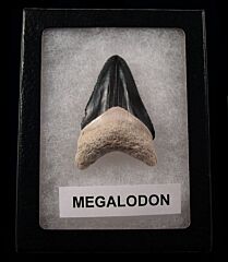 Cheap BV Megalodon shark tooth for sale | Buried Treasure Fossils