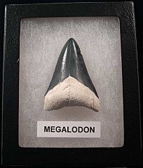 Authentic Florida Megalodon tooth for sale | Buried Treasure Fossils