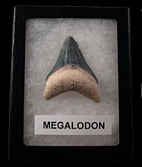 Real Florida Megalodon tooth for sale | Buried Treasure Fossils