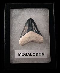 Real Bone Valley Megalodon teeth for sale | Buried Treasure Fossils
