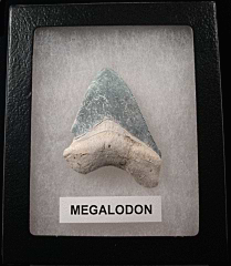 Florida BV Megalodon tooth for sale | Buried Treasure Fossils