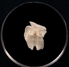 Greenland shark tooth | Buried Treasure Fossils