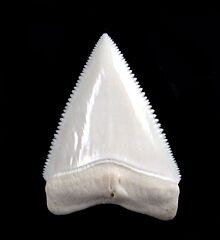 Big White Great White tooth for sale | Buried Treasure Fossils