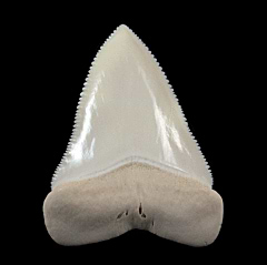 Big White Great White tooth for sale | Buried Treasure Fossils