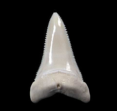 Big Modern Great White tooth for sale | Buried Treasure Fossils