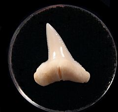 bonnethead shark teeth