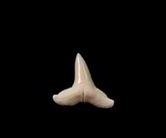 Modern Shark Teeth for sale