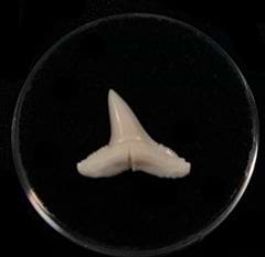 Extant Lemon shark tooth for sale | BuriedTreasureFossils