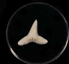 Cheap modern Lemon shark tooth for sale | BuriedTreasureFossils
