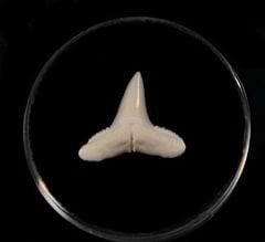 Real Lemon shark tooth for sale | BuriedTreasureFossils