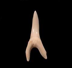 White modern Mako shark tooth for sale | Buried Treasure Fossils
