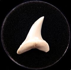 White modern Isurus oxyrhnychus tooth for sale | Buried Treasure Fossils