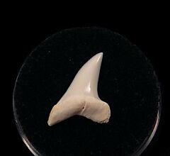Large modern Isurus oxyrhnychus tooth for sale | Buried Treasure Fossils
