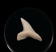 GEM modern Isurus oxyrhnychus tooth for sale | Buried Treasure Fossils