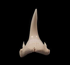 Modern Bigeye Sand Tiger shark tooth | Buried Treasure Fossils  