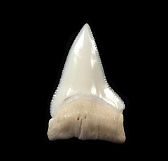 Speartooth shark tooth | Buried Treasure Fossils  