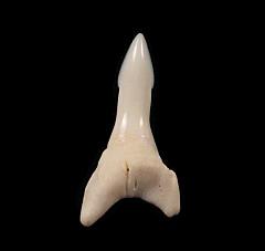Glyphis shark tooth | Buried Treasure Fossils  