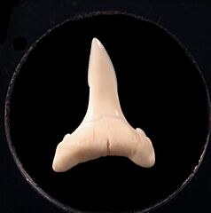 Speartooth shark tooth for sale | Buried Treasure Fossils  