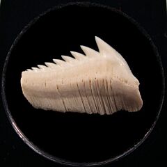 Modern Hexanchus griseus shark tooth | Buried Treasure Fossils
