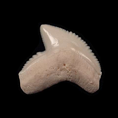 Galeocerdo cuvier  tooth | Buried Treasure Fossils