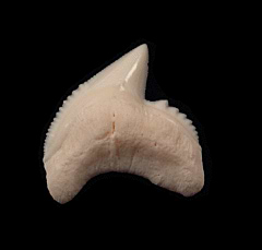 Galeocerdo cuvier  tooth | Buried Treasure Fossils