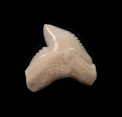 Modern Galeocerdo cuvier  tooth for sale | Buried Treasure Fossils