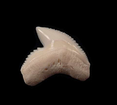 Big Top Quality Galeocerdo cuvier  tooth for sale | Buried Treasure Fossils