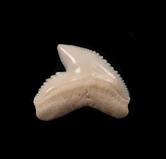 Real Modern Tiger shark tooth for sale | Buried Treasure Fossils