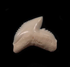 Killer Modern Tiger shark tooth for sale | Buried Treasure Fossils