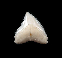 Big Modern Whitetip tooth for sale | Buried Treasure Fossils