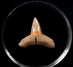 Baja Carcharhinus limbatus tooth for sale | Buried Treasure Fossils