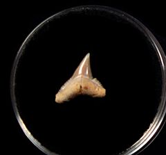 Rare Mexican Carcharhinus falciformis tooth for sale | Buried Treasure Fossils