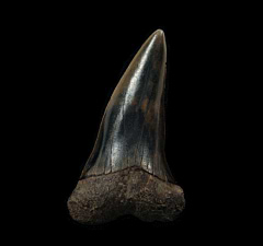 Netherlands Carcharomodus escheri | Buried Treasure Fossils