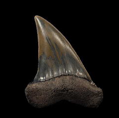Big Netherlands Carcharomodus escheri tooth for sale | Buried Treasure Fossils