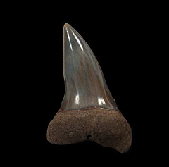 Big Netherlands Carcharomodus escheri tooth | Buried Treasure Fossils