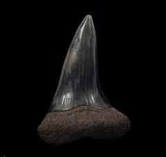 Carcharomodus escheri tooth for sale | Buried Treasure Fossils
