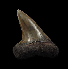 Extra Large Netherlands Escheri Mako tooth for sale | Buried Treasure Fossils
