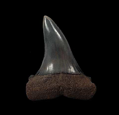 Isurus escheri tooth from Netherlands | Buried Treasure Fossils
