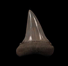 Isurus escheri tooth from Netherlands for sale | Buried Treasure Fossils