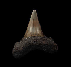 Netherlands Escheri Mako shark tooth for sale | Buried Treasure Fossils