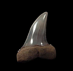 Netherlands Escheri Mako shark tooth | Buried Treasure Fossils