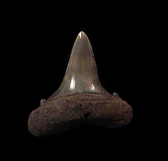 Netherlands Carcharomodus escheri tooth for sale | Buried Treasure Fossils